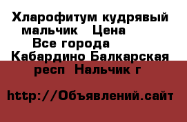 Хларофитум кудрявый мальчик › Цена ­ 30 - Все города  »    . Кабардино-Балкарская респ.,Нальчик г.